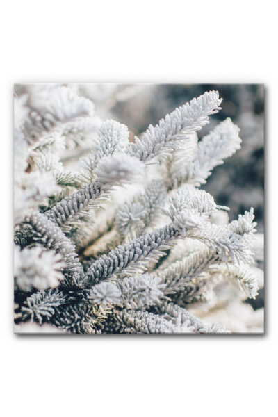Akustikbild Tanne im Schnee