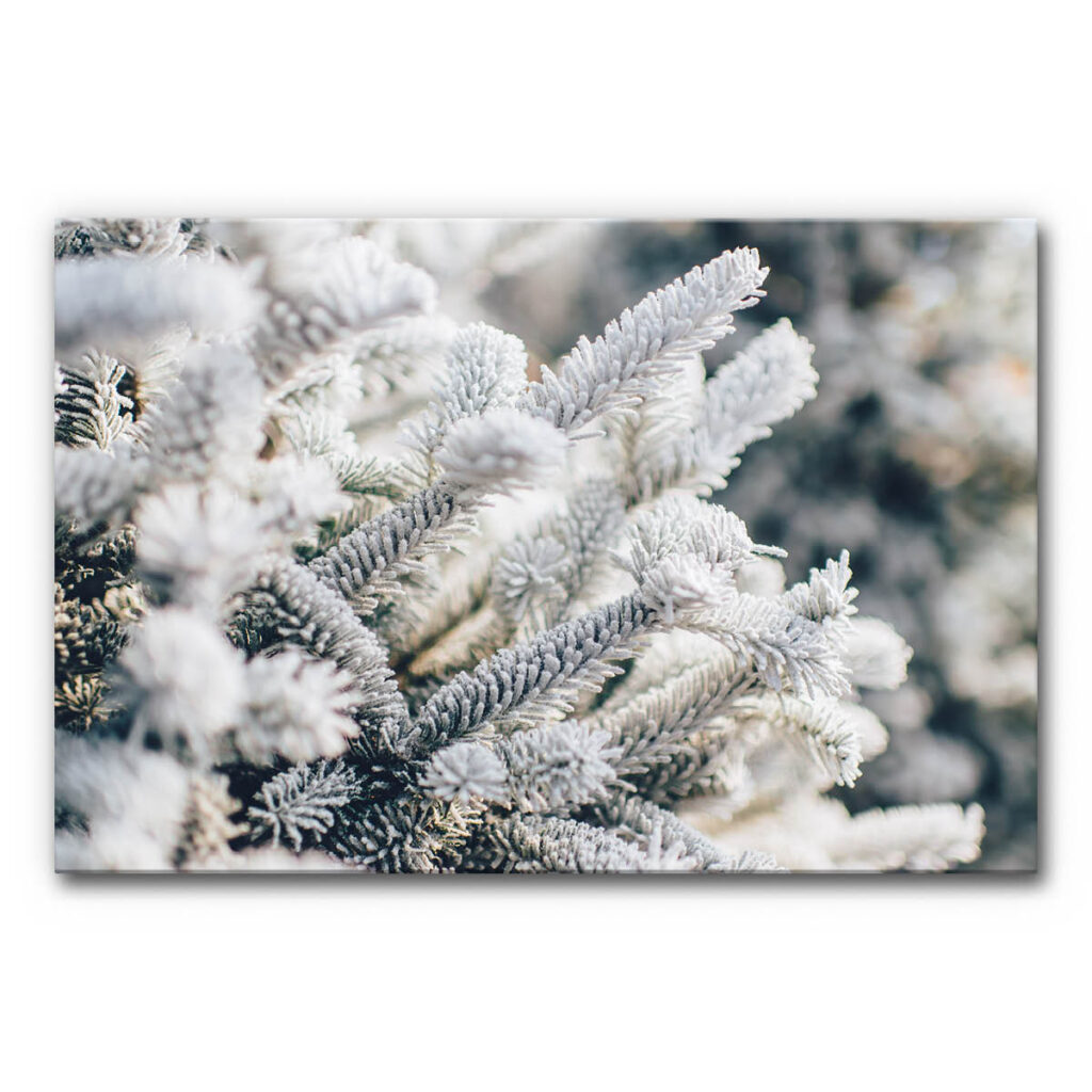 Akustikbild Tanne im Schnee - Eine Nahaufnahme eines gefrorenen Tannenzweiges.