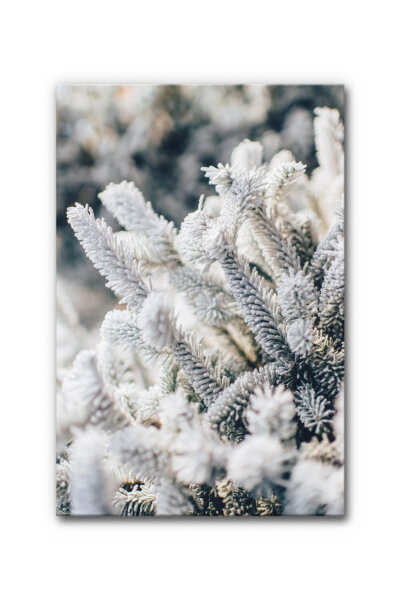 Akustikbild Tanne im Schnee