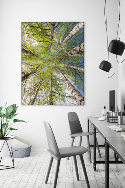 Akustikbild Birke III