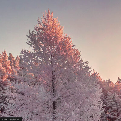 Akustikbild Winterwald – Bild 2