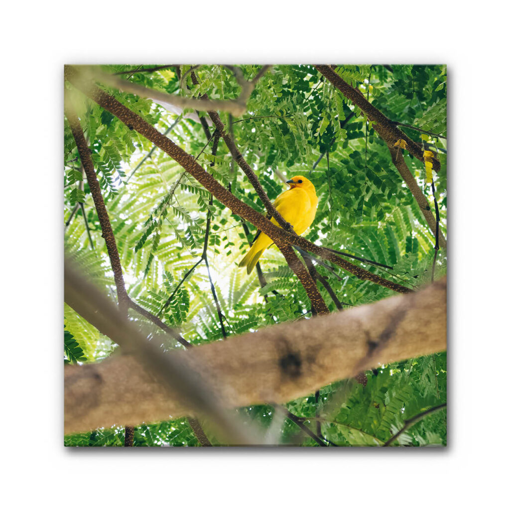 Akustikbild Gelber Vogel im Paradies