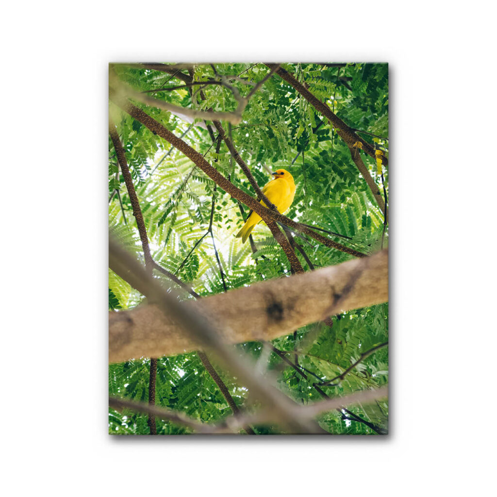 Akustikbild Gelber Vogel im Paradies