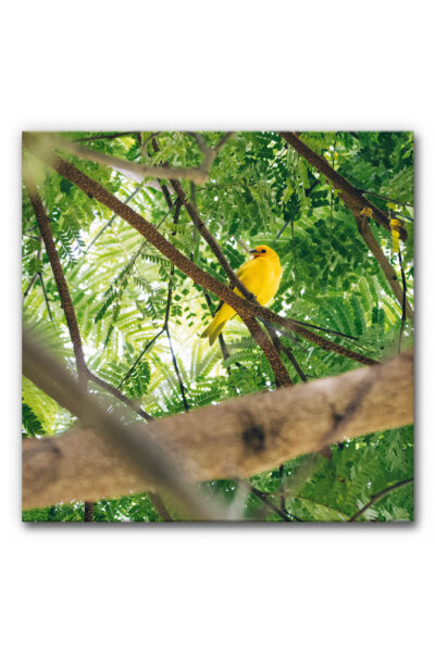 Akustikbild Gelber Vogel im Paradies
