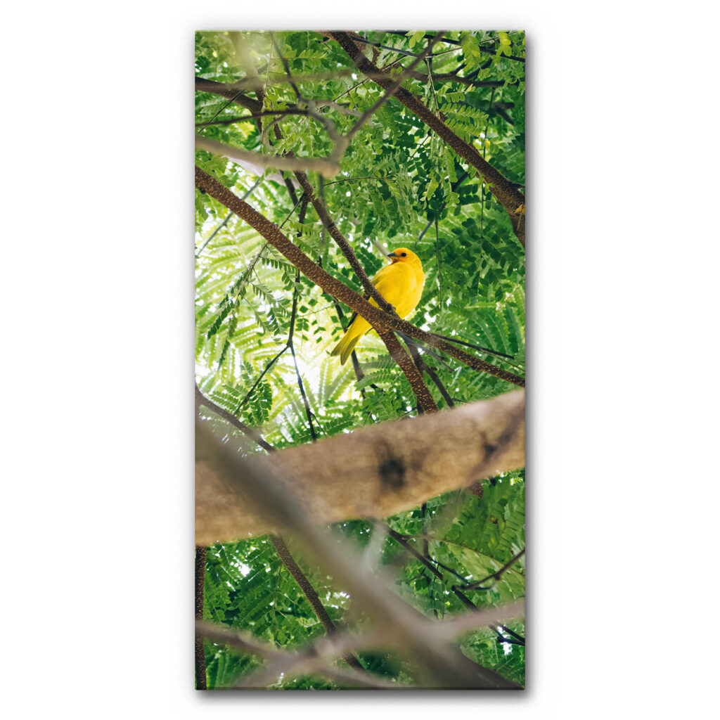 Akustikbild Gelber Vogel im Paradies