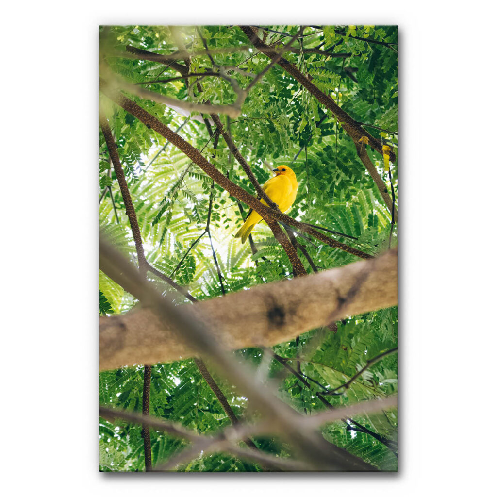 Akustikbild Gelber Vogel im Paradies