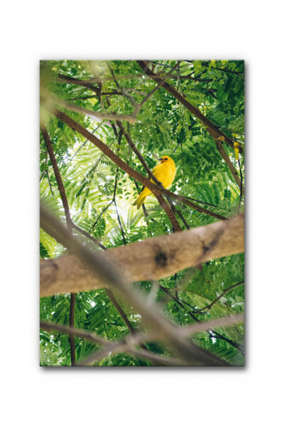 Akustikbild Gelber Vogel im Paradies
