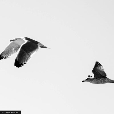 Akustikbild Möwen 2 – Bild 2