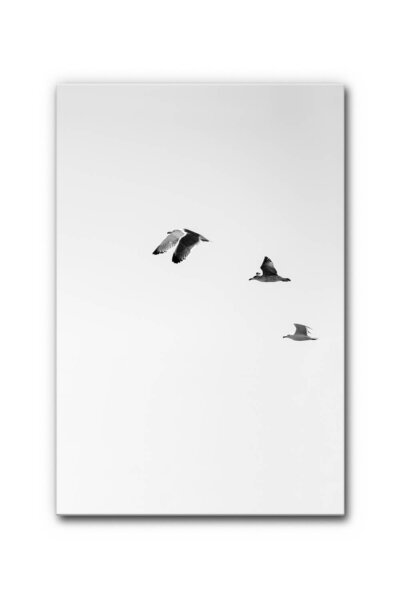 Akustikbild Möwen 2