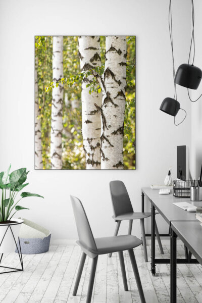 Akustikbild Birke V