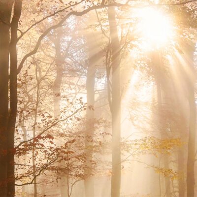 Akustikbild Herbstwald (2/3)
