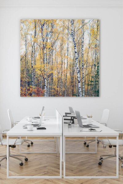 Akustikbild Birken