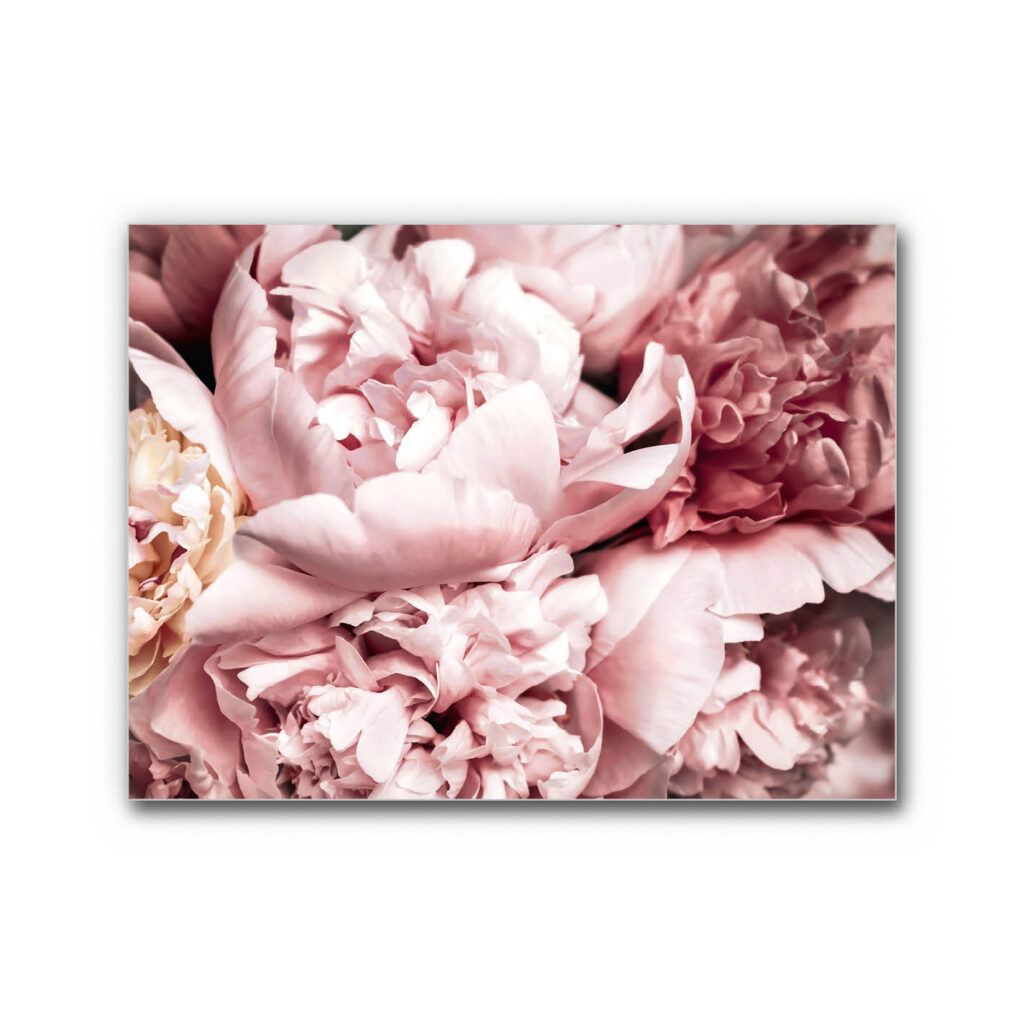 Akustikbild Pfingstrose 2