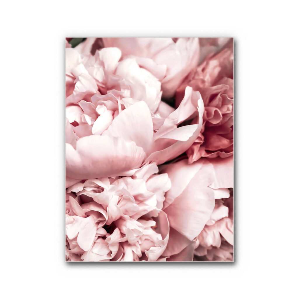 Akustikbild Pfingstrose 2