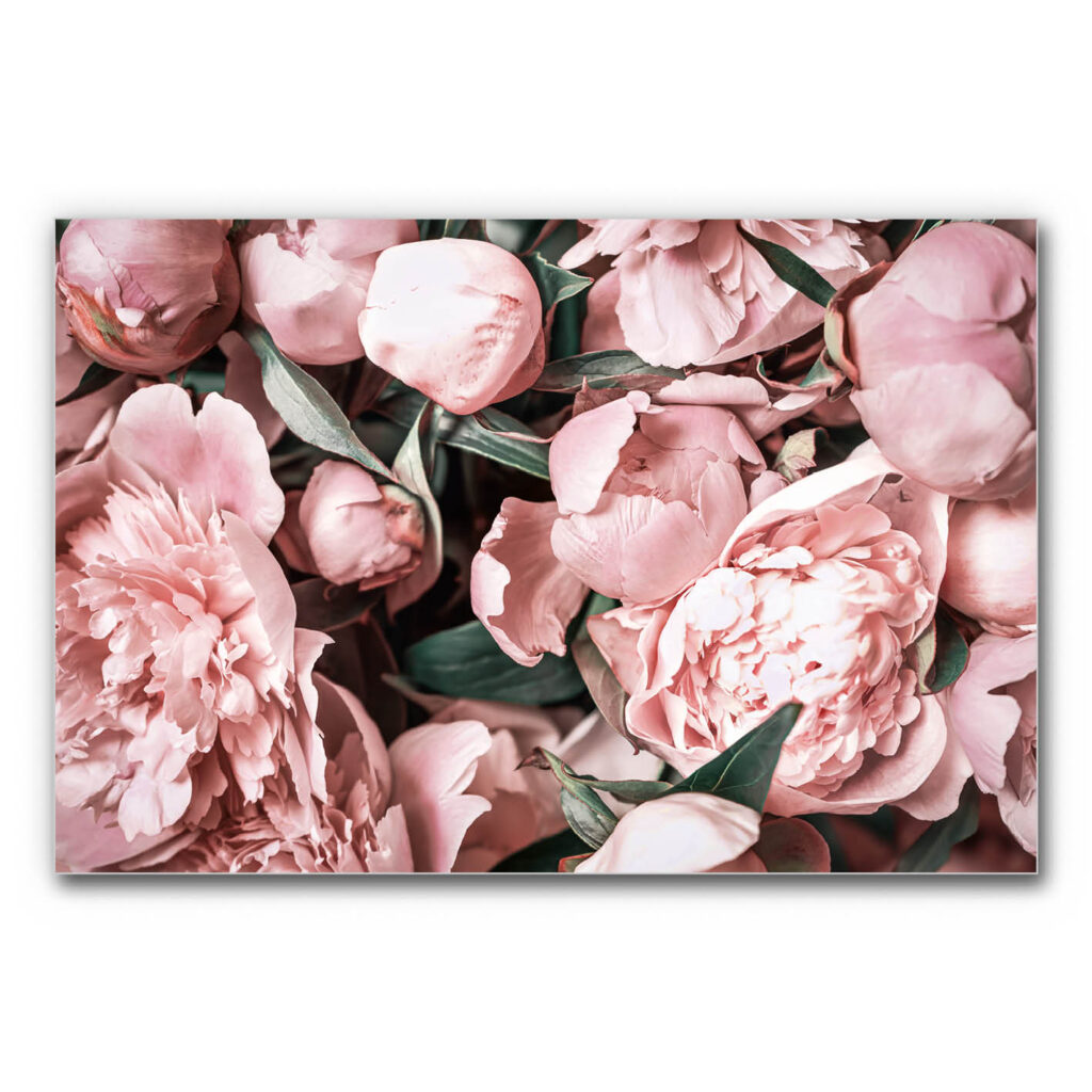 Akustikbild Pfingstrosen