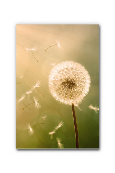 Akustikbild Pusteblume 2