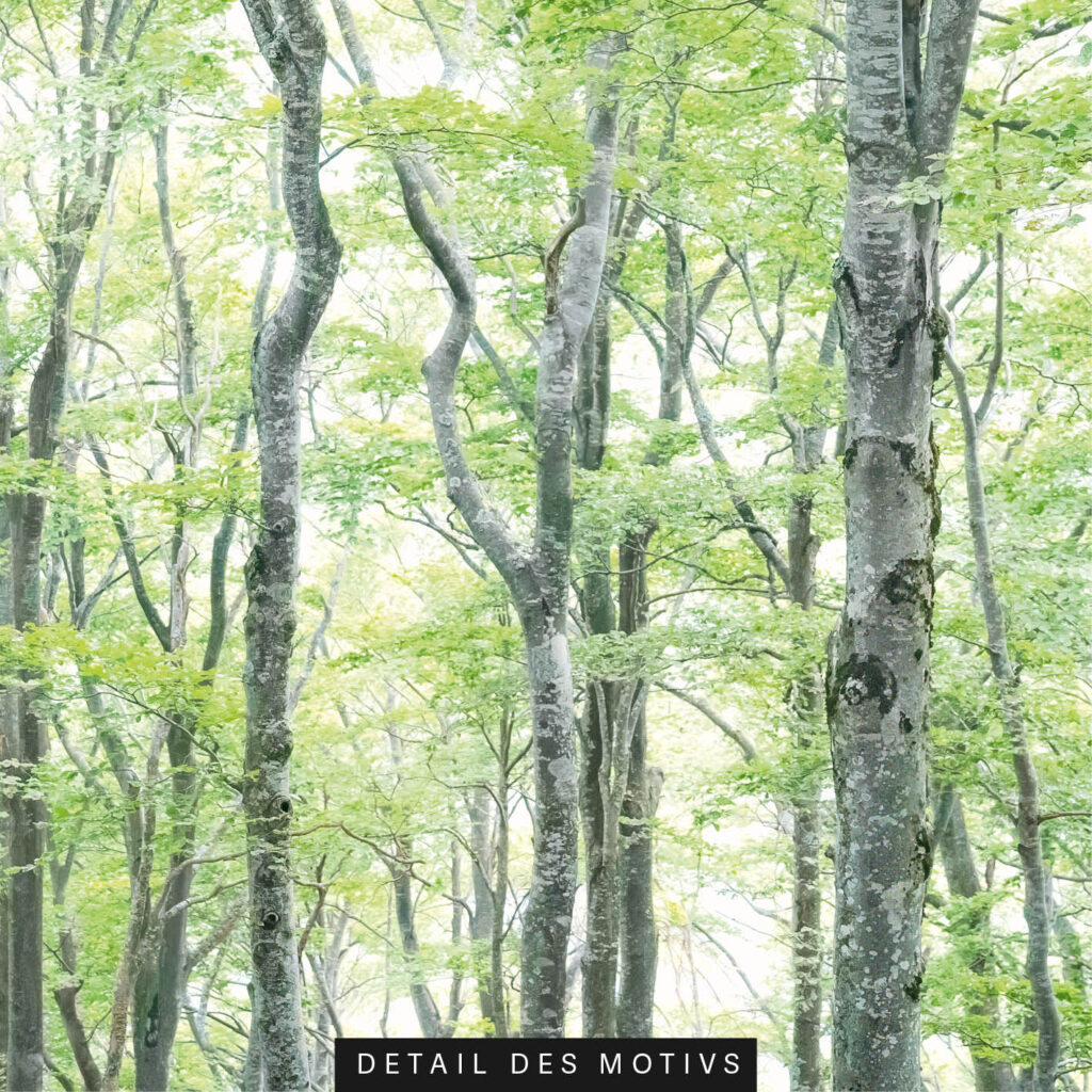 Schallabsorberbild Buchen