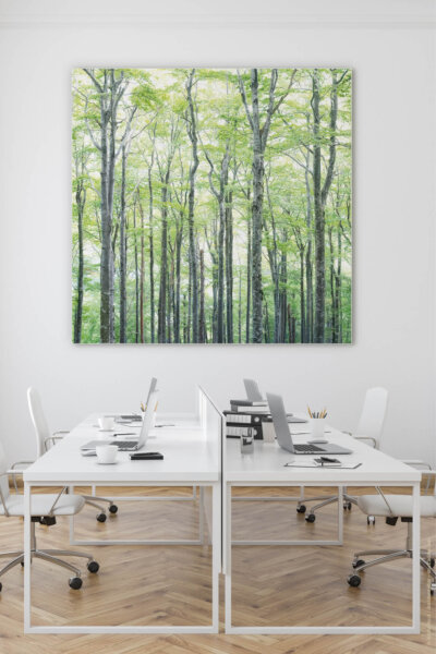 Schallabsorberbild Buchen