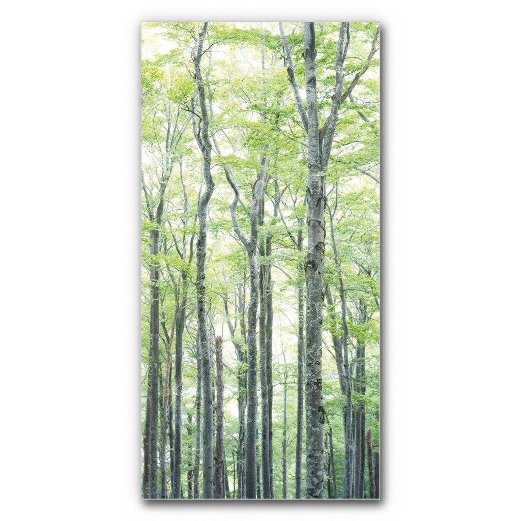 Schallabsorberbild Buchen