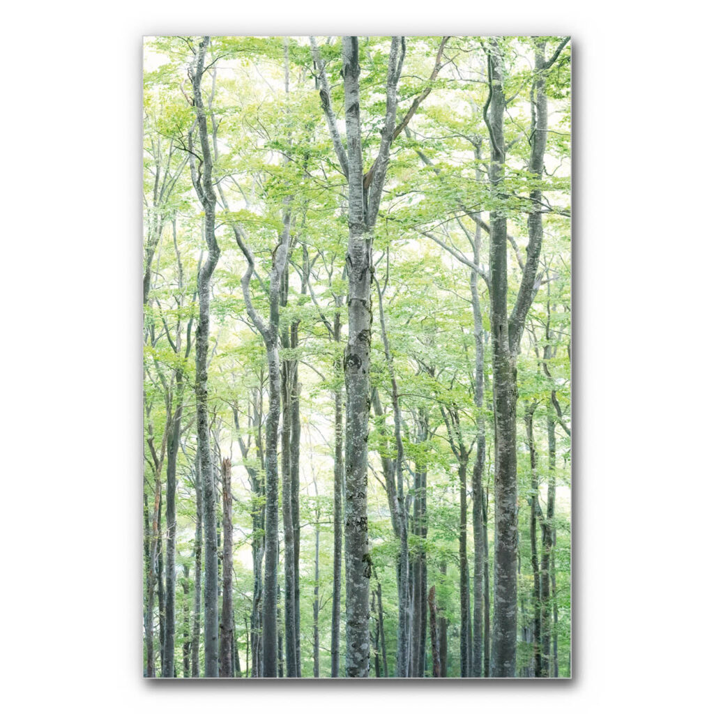 Schallabsorberbild Buchen