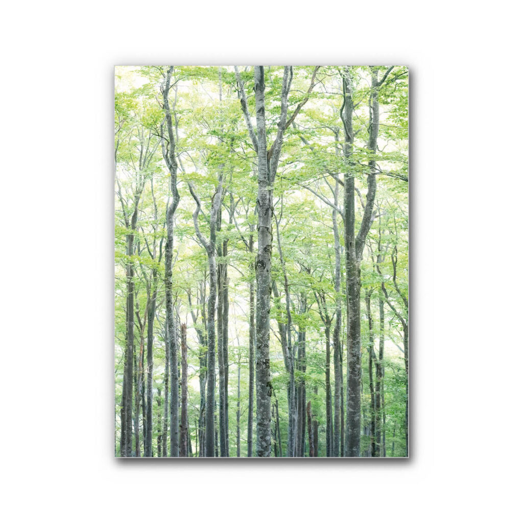 Schallabsorberbild Buchen