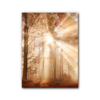 Akustikbild Herbstwald (2/3)