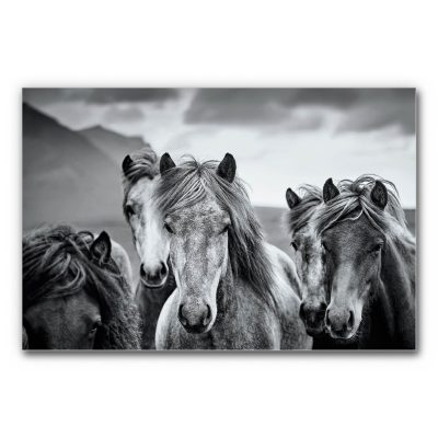 Buero-raum-akustik-verbessern-mit-bilder-natur-pferde-islaender-3