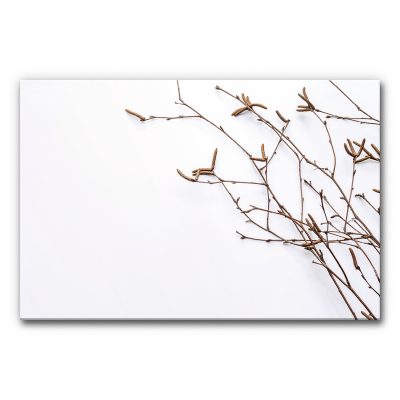 akkustik-bilder-natur-zweig-birkenzweige-3