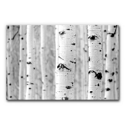 Raumakustik Bild grafischer Wald zeigt mehrere schlanke Birkenstämme in Schwarz-Weiß, die parallel im Bild stehen und durch ihre helle Rinde und dunkle Maserung eine ruhige, strukturierte Waldszene bilden.