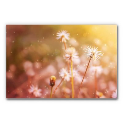 akkustik-bilder-schallschutz-schalldaemmung-home-office-buero-esstisch-motiv-details-der-natur-disteln-lichtspiel-blumen-lichtgeflüster-3