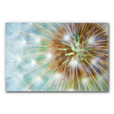 Akustikbild mit Pusteblume als Makroaufnahme