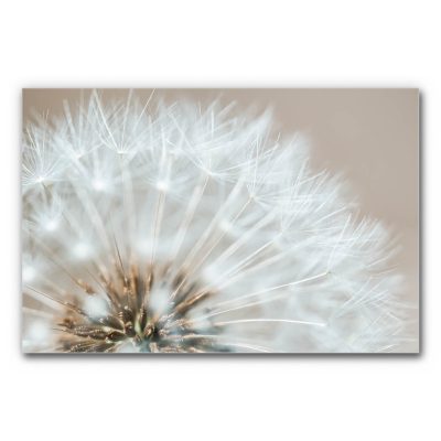 Akustikbild Sommerhauch mit Löwenzahn Closeup