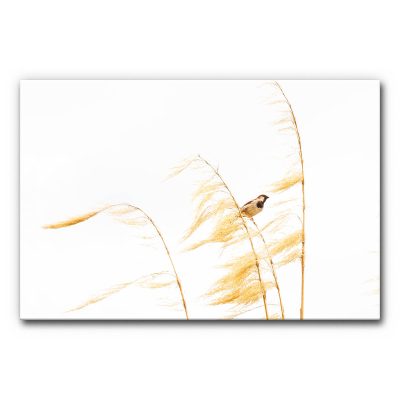 akkustik-bilder-schallschutz-schalldaemmung-home-office-buero-mensa-esstisch-motiv-natur-voegel-spatz-gras-graeser-3