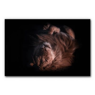 Schallabsorberbild Löwe in warmen Brauntönen mit schlafendem Löwen im künstlerischen Foto, dichtem Fell, dunklem Hintergrund und ruhiger, entspannter Ausstrahlung.