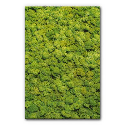 akustik-elemente-schallschutzbilder-raumakustik-schallabsorber-wand-dekoration-vertical-garden-moosbild-viii-6