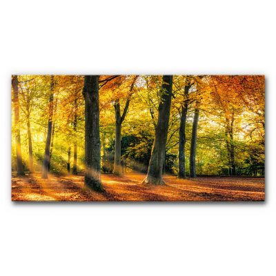 akustikbild-manufaktur-grossformat-schallschutz-xxl-herbstwald-2-panorama-