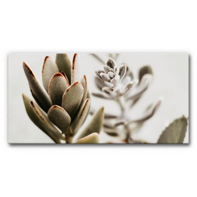 akustikbild-schallabsorber-vertical-garden-sukkulenten-2-4 akustikbild-schallabsorber-vertical-garden-sukkulenten-2-4
