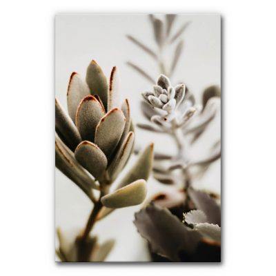 akustikbild-schallabsorber-vertical-garden-sukkulenten-2-6