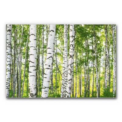 akustikbild-wald-birke-3