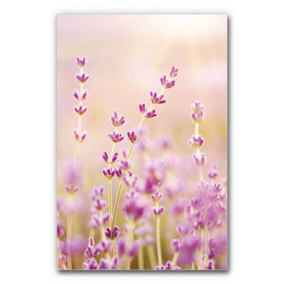 akustikbild-wand-absorber-lavendelfeld-3-6