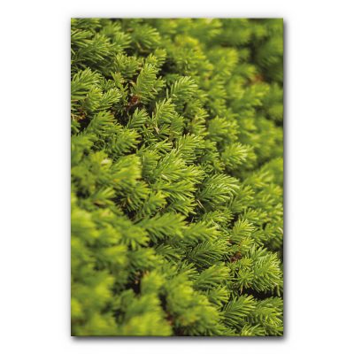 akustikbilder-manufaktur-moosbild-wanddekoration-herbst-schallschutz-schallabsorber-wand-moosbild-1-6
