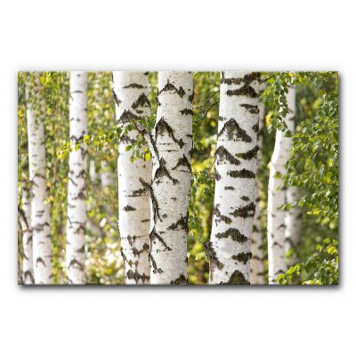 akustikbilder-schallabsorber-wandbilder-xxl-wald-baeume-birke-v-3