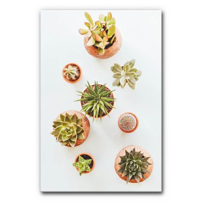raumakustik-verbessern-schallabsorber-schallbild-wandabsorber-motiv-akustikbild-kleine-kaktuswelt5