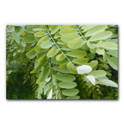 schallabsorber-wand-design-natur-akkustikbilder-schallschutz-buero-praxis-blaettertanz-3-3