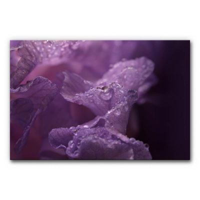 Design Akustikbild in Violett Violet Whisper mit makroskopischer Blüte, zarten Blütenblättern, Wassertropfen und dunklem violettem Hintergrund.