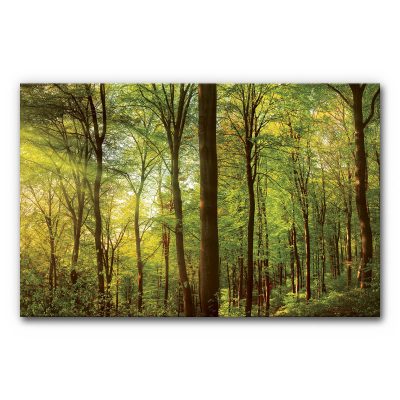 schallschutz-akustikbild-mit-wald-sonnenstrahlen-3-6
