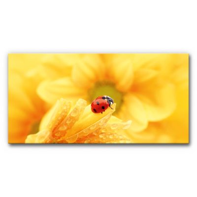 Akustikbild Gelbe Blüte mit Tautropfen, Makroaufnahme einer gelben Blume mit Wassertropfen und rotem Marienkäfer, warme Farbwelt in Gelb und Orange.