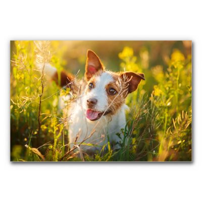 Das Akustikbild Entdecker Hund zeigt einen aufmerksam und freudig blickenden Hund