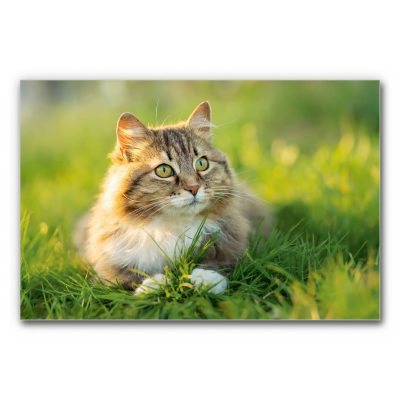 Akustikbild Grünauge zeigt eine Katze mit grünen Augen