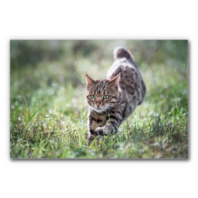 Das Akustikbild Katzenspurt zeigt eine fokussierte Katze